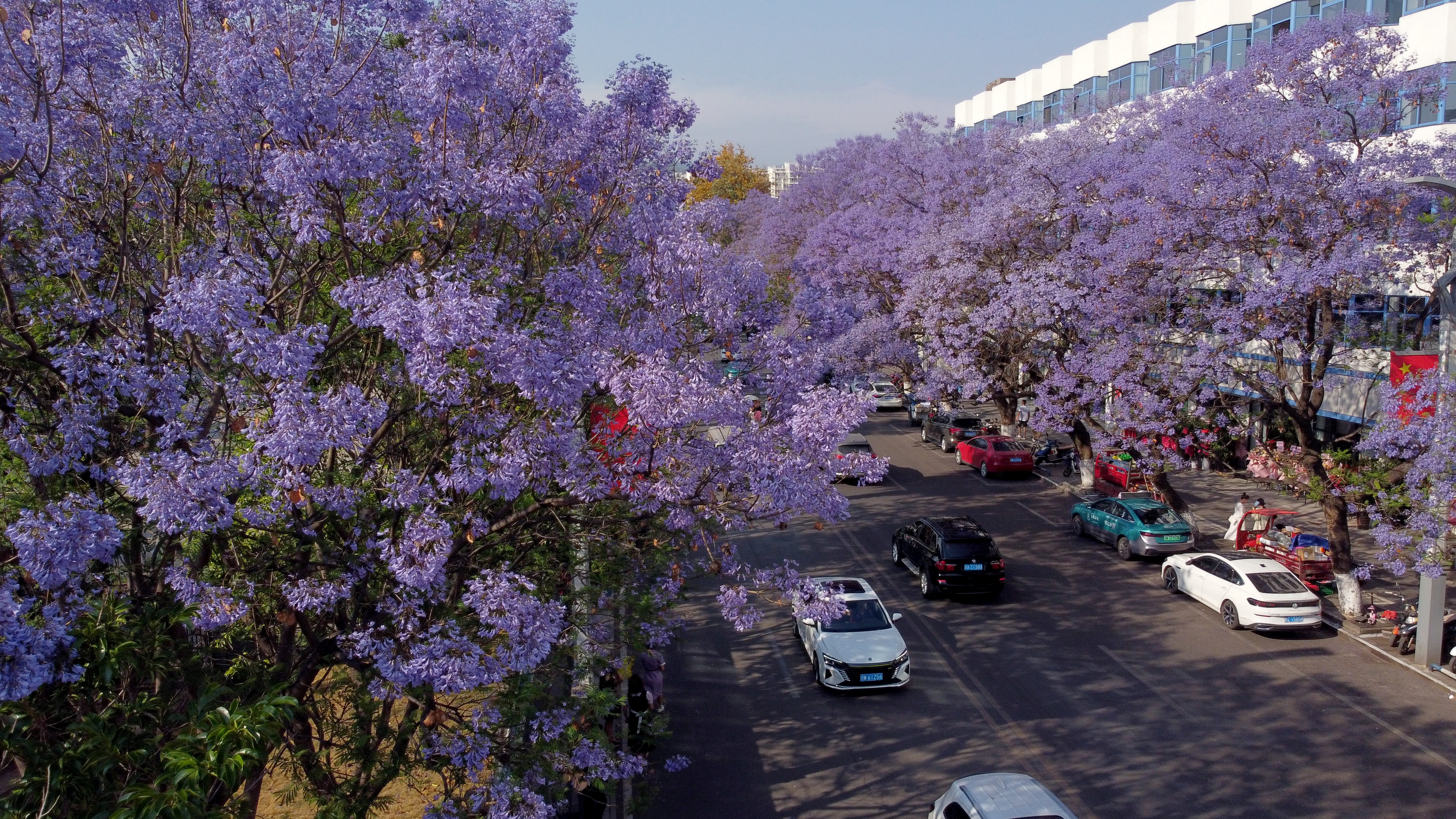 西昌蓝盈花图片