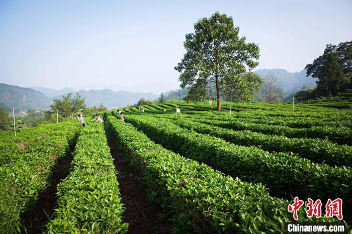 安徽祁门红茶荣获世界红茶产品质量36个奖项