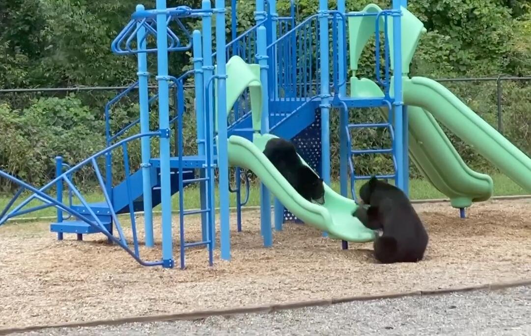 美国一母熊在游乐场教幼崽玩滑梯 站在底部鼓励孩子