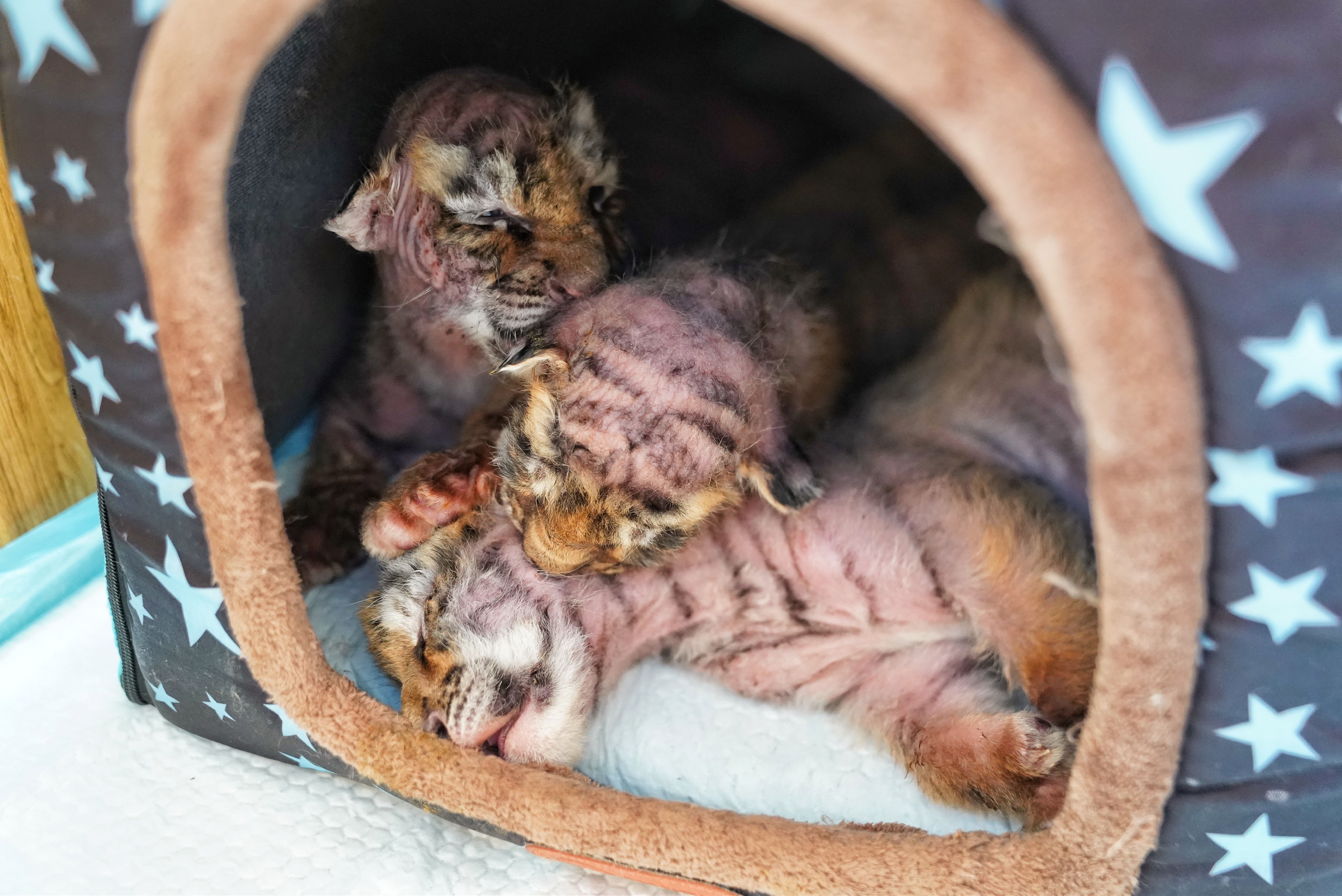 萌趣虎娃亮相黑龙江东北虎林园