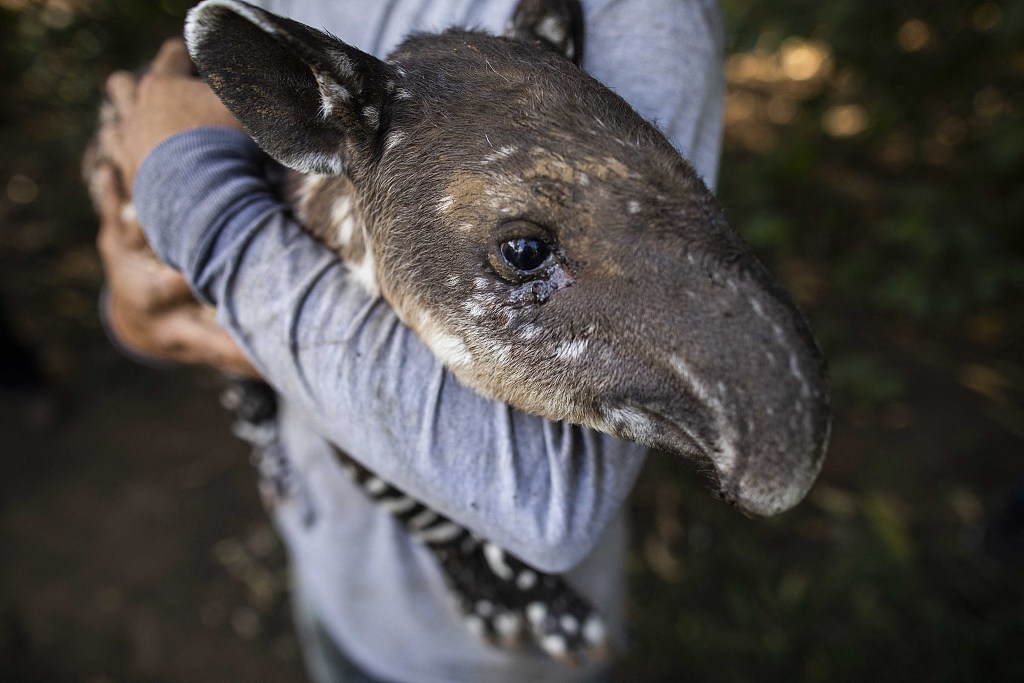 尼加拉瓜动物园24小时内新生两只貘宝宝