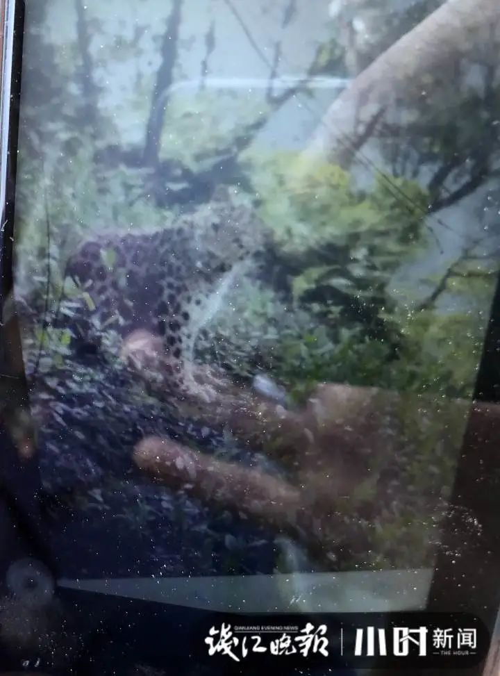 杭州出现的野生动物确定为豹子，当地野生动物园表示无动物逃逸