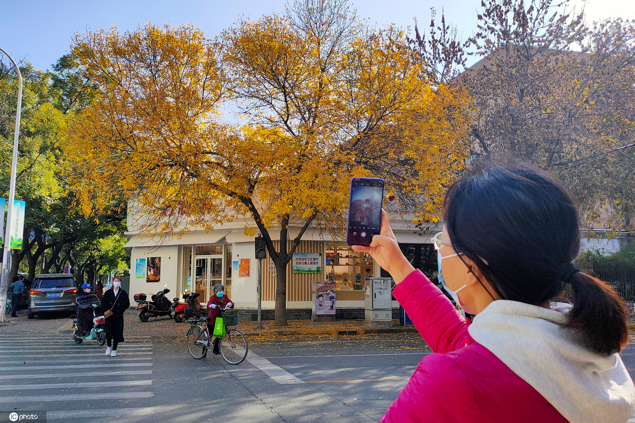 石家庄街头这棵树一夜成网红只因它心形的金黄树冠