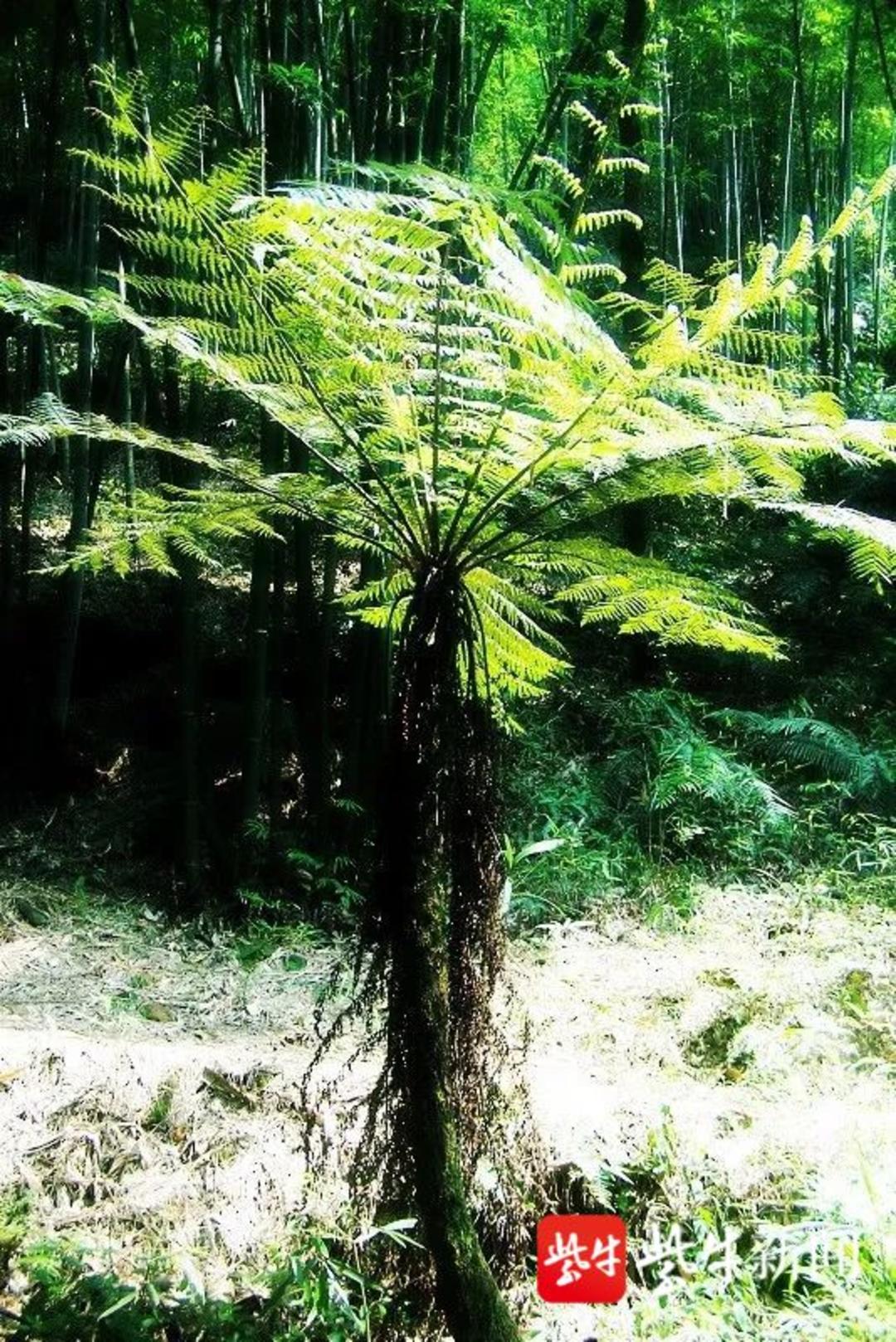 二级保护植物，“金毛狗蕨”，观赏性很高，据说广西遍地都是|金毛狗|植物|观赏性_新浪新闻