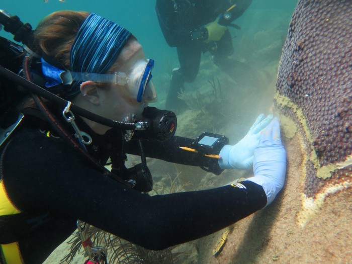 研究人员发现普通抗生素可以治疗珊瑚疾病