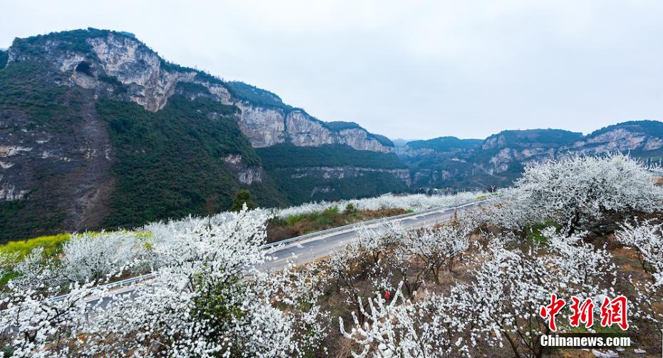 四川叙永万亩乌蒙花海蔚为壮观