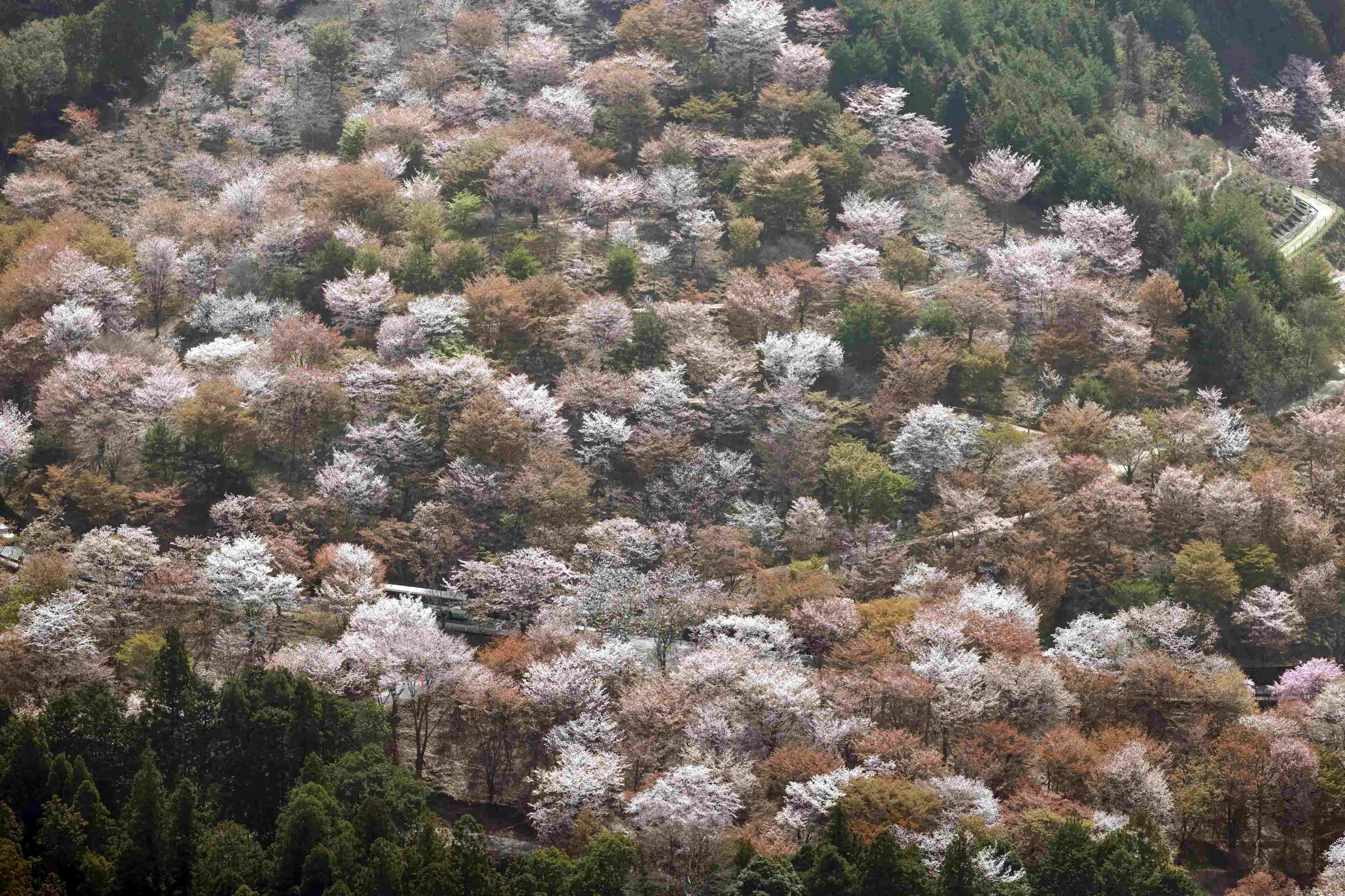 漫山遍野粉色海洋俯瞰日本奈良吉野山樱花盛放
