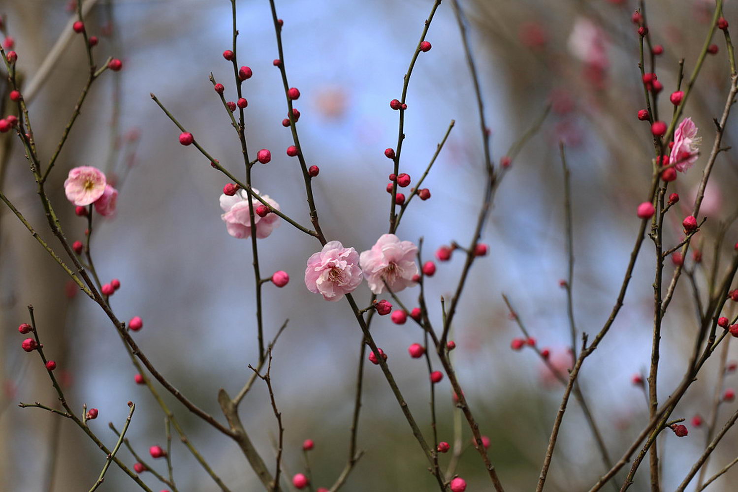 立春节气到南京梅花山早梅绽放