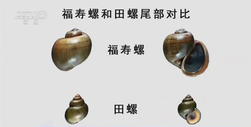 福寿螺冒充田螺卖?官方:已查封!高度警惕,误食可致死!