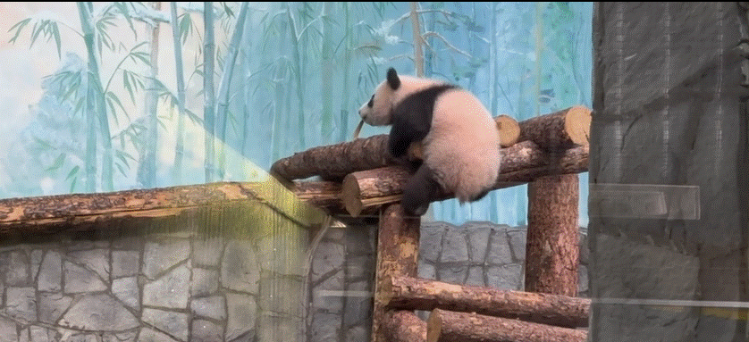 俄新社3月8日关于“‘喀秋莎’在莫斯科动物园首次与游客见面”报道所配视频中的画面