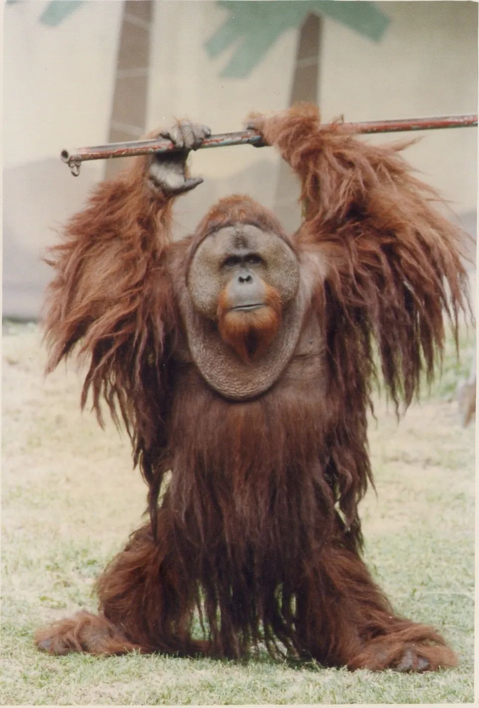 上海动物园最年长猩猩森泰离世,终年45岁,相当于人类90岁高龄