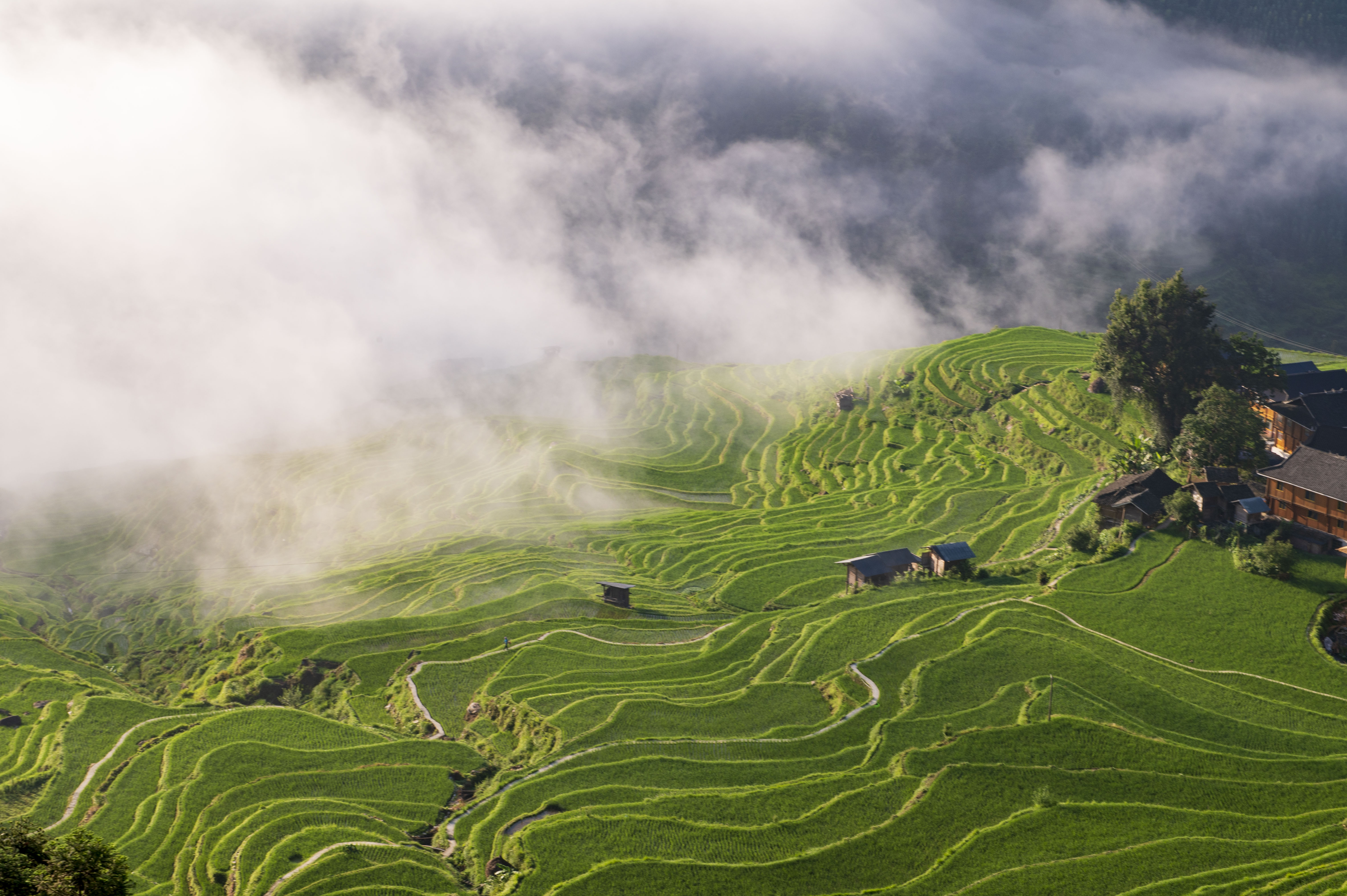贵州从江:夏日梯田入画来