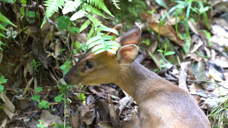 江西上犹受伤野生动物黄麂治愈后重归山林