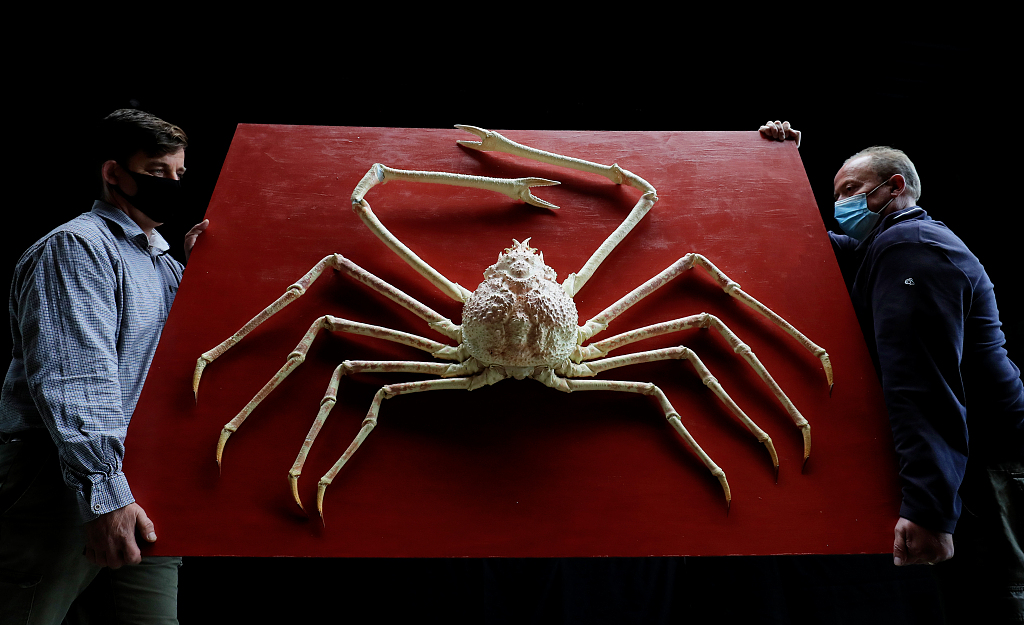 英国一只罕见巨型日本蜘蛛蟹将被拍卖