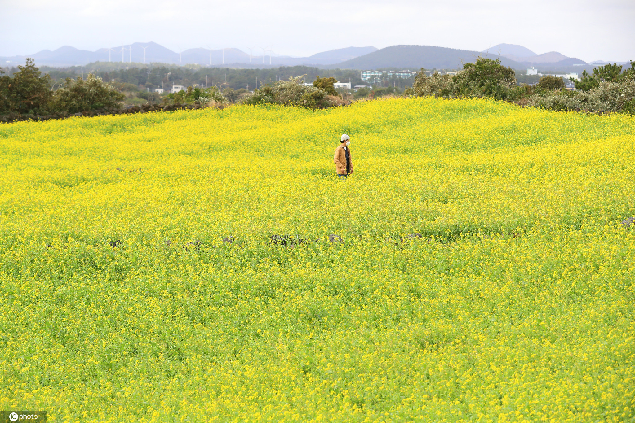 韩国济州岛第一波春色上线油菜花盛开金灿灿