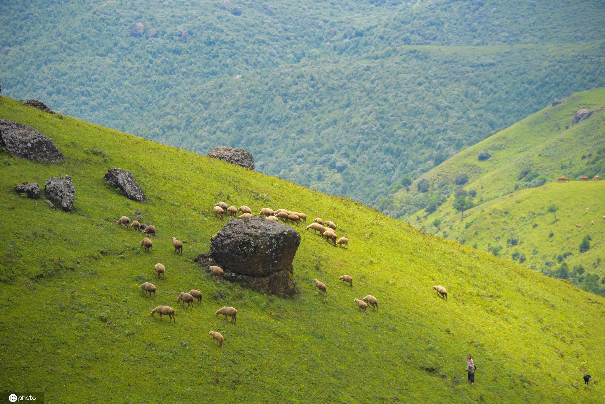 云南寻甸六哨乡黑颈鹤自然保护区 鲜花满地牛羊成群