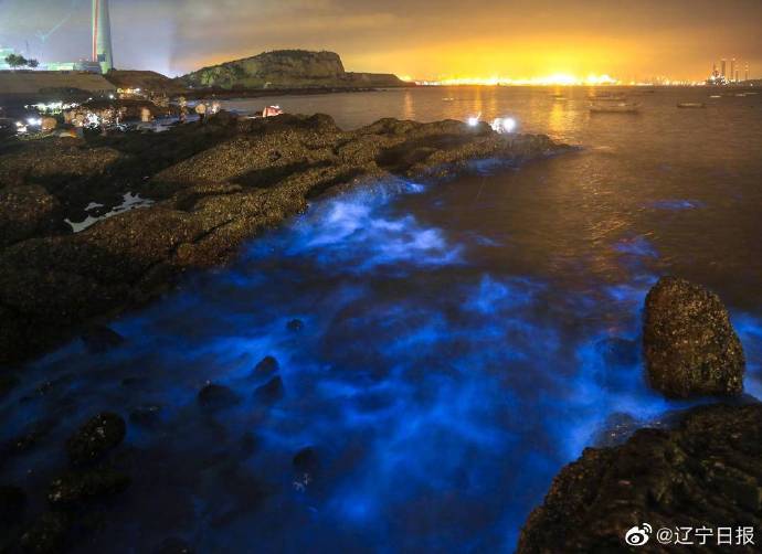大连老渔港惊现荧光海