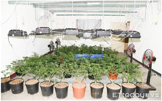 林姓男子在民宅内种植的大麻。图自台湾“ETtoday新闻云”