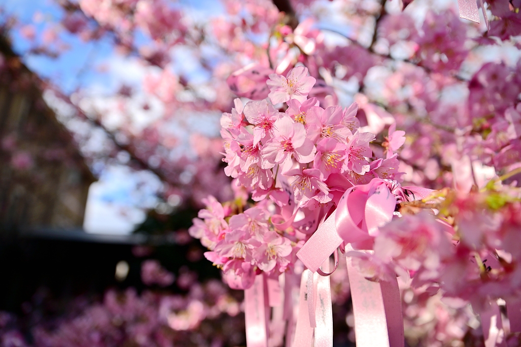被称为"早樱之母"的河津樱盛开,其中一棵樱花上,在花朵之间,系扎
