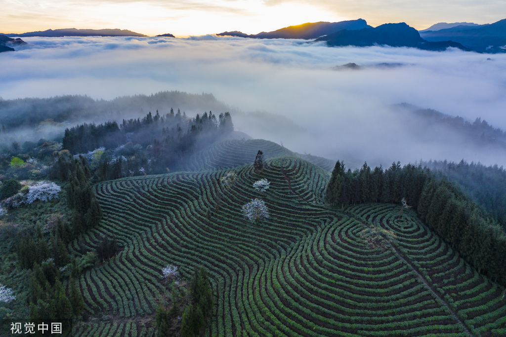四川洪雅:高山茶开采 云雾下的茶山美如画