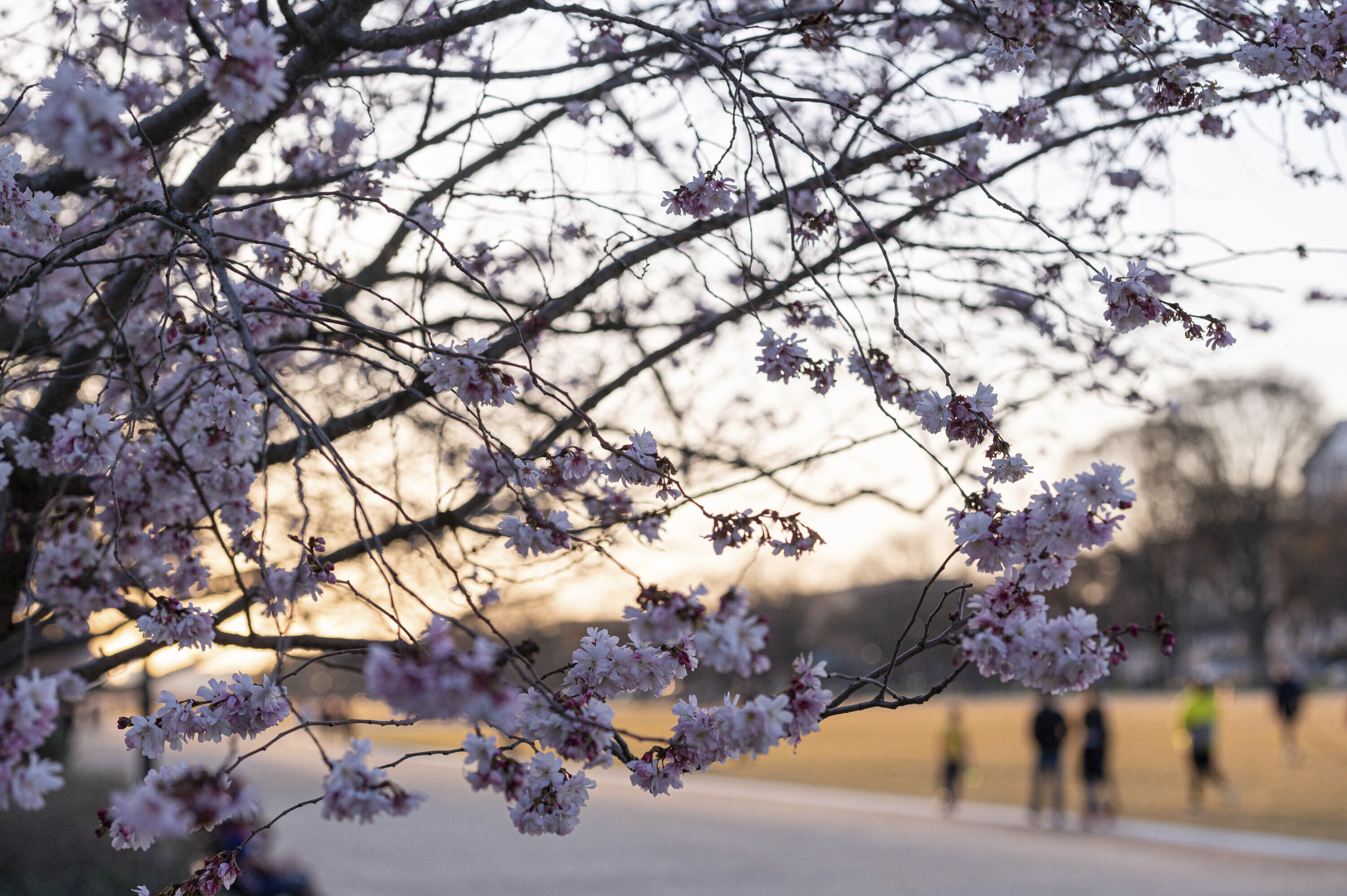 美国华盛顿特区一年一度樱花节开幕:春日气息浓厚 游客寥寥无几