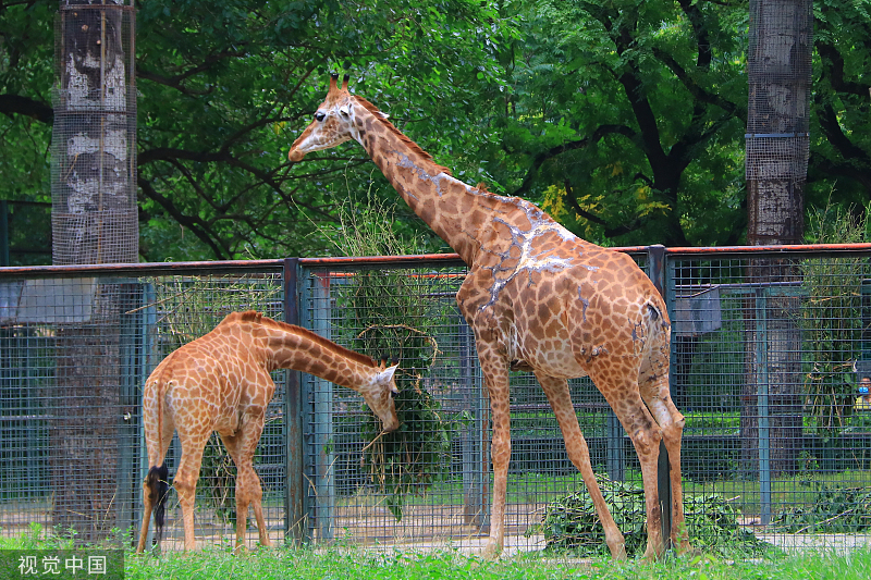 北京动物园新生小动物陆续亮相萌力爆表
