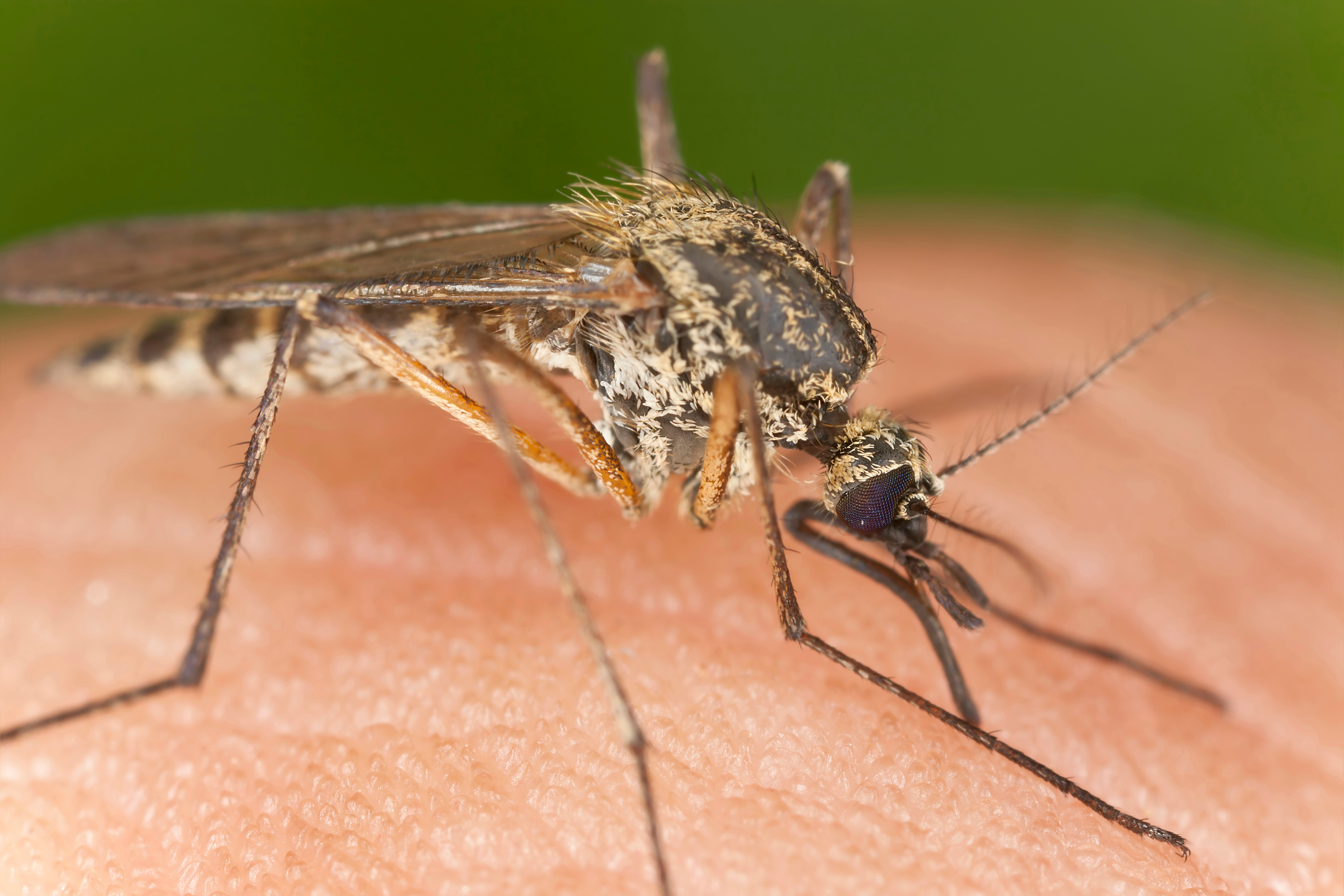 外媒:越南柬埔寨出现变异超级蚊子,对常见杀虫剂免疫