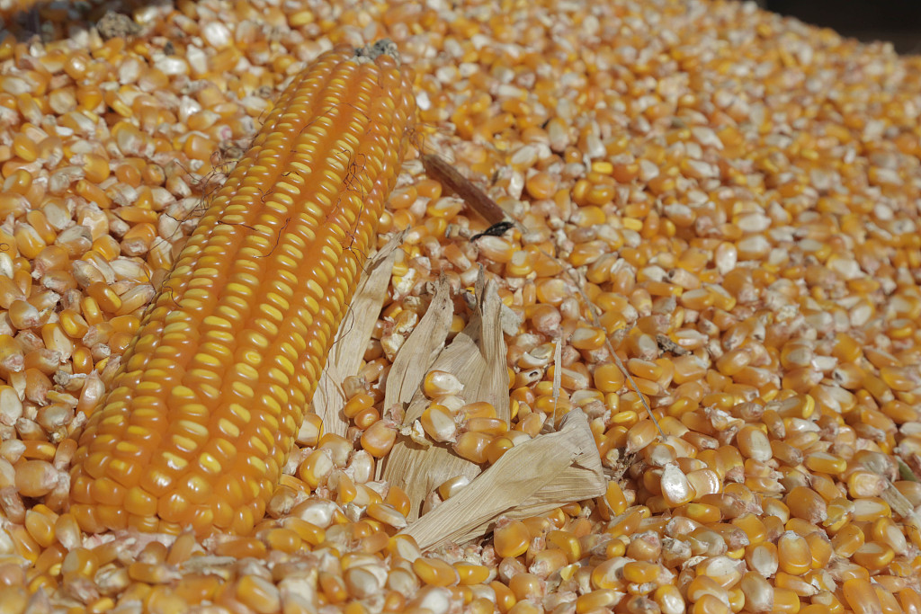 美洲开发银行副行长:巴西创纪录玉米产量将缓解俄乌冲突对粮食安全