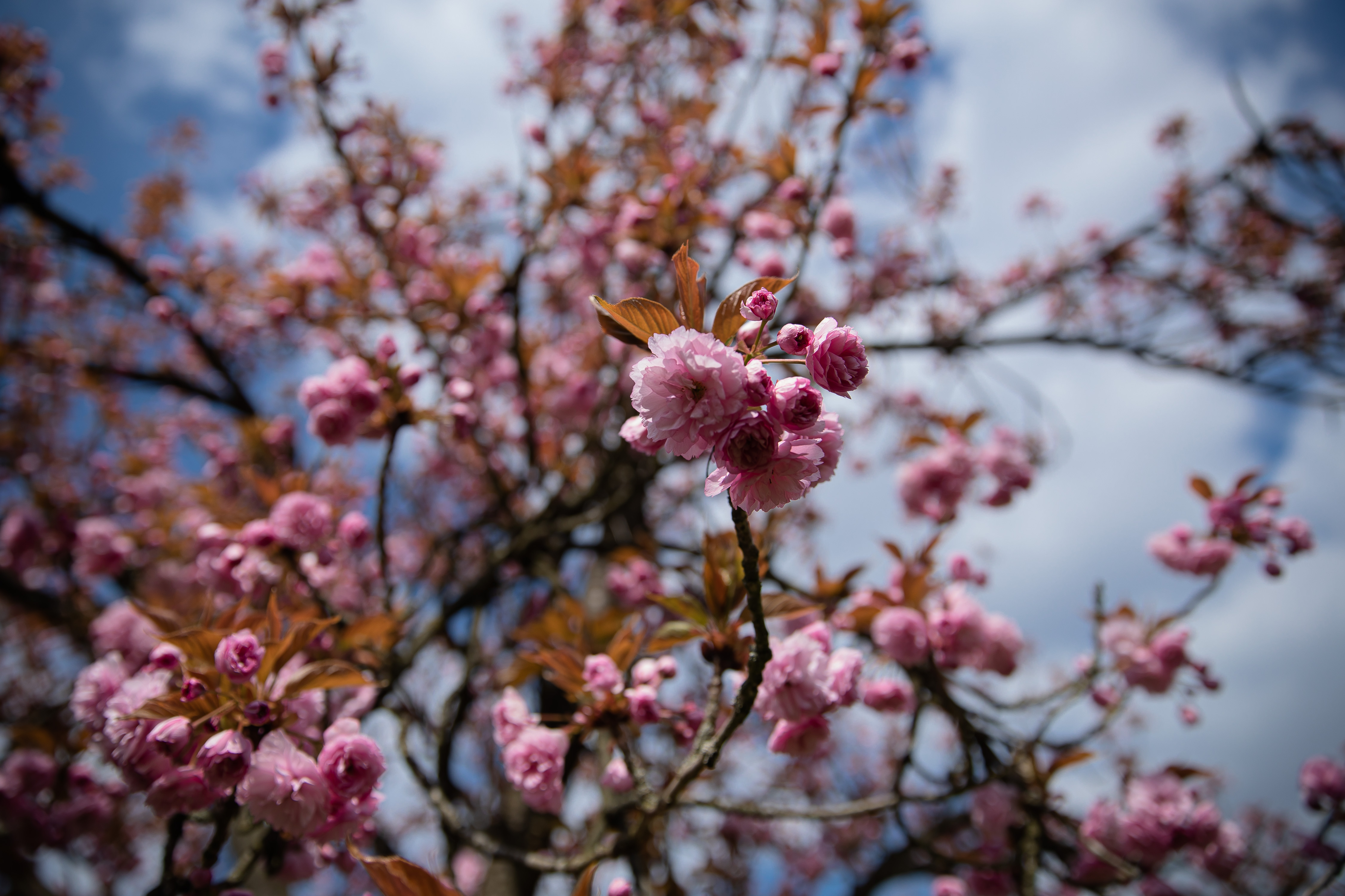 粉粉嫩嫩法国巴黎樱花盛开美如画卷