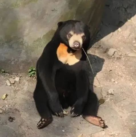黑熊和马来熊。杭州市动物园供图