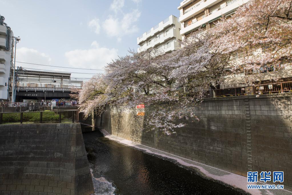 这是4月1日在日本东京拍摄的目黑川沿岸的樱花。 新华社记者 杜潇逸摄 