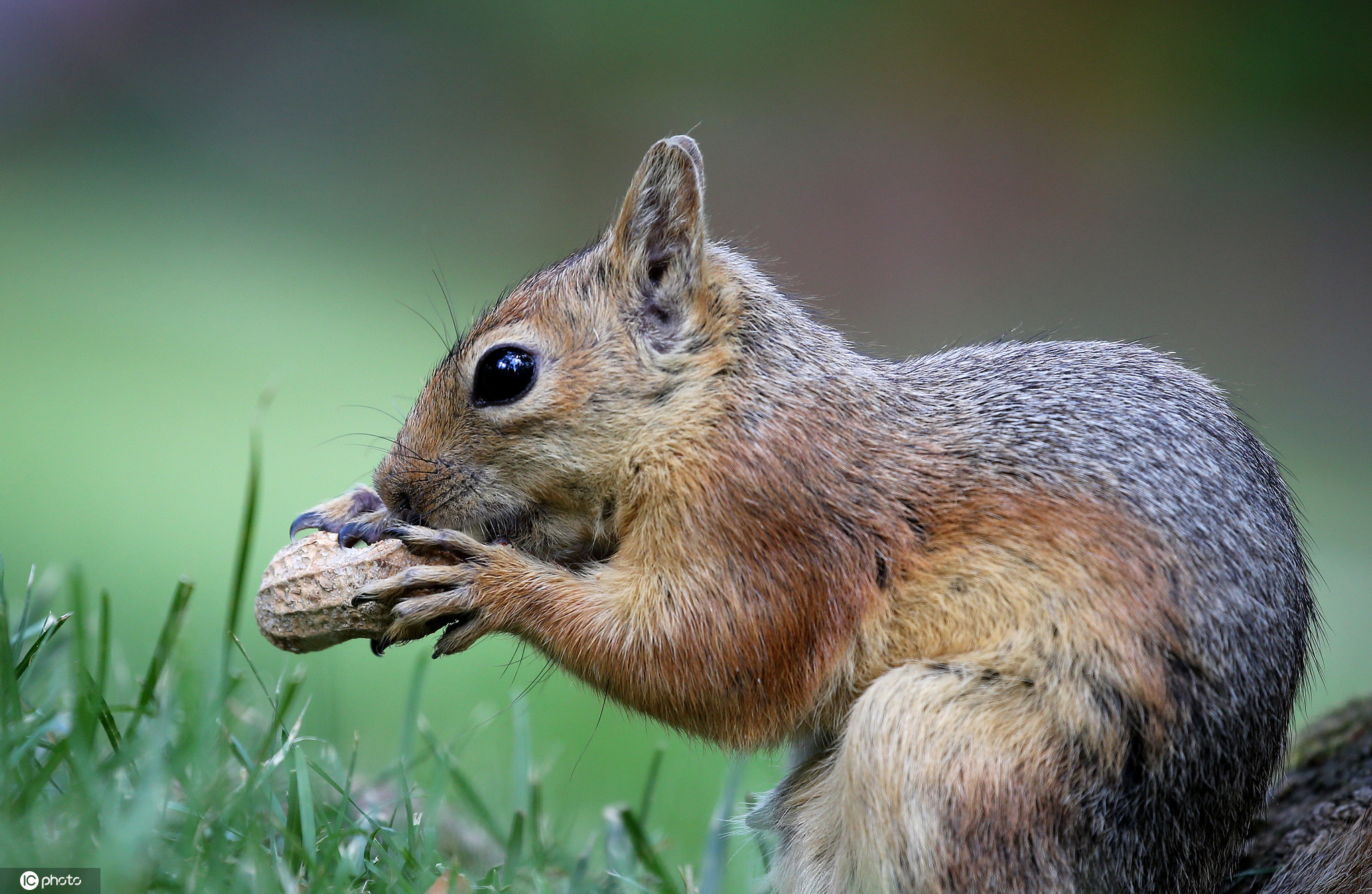 松鼠主要吃自己发现和游客提供的美食,并在土壤和和巢穴中储存坚果为
