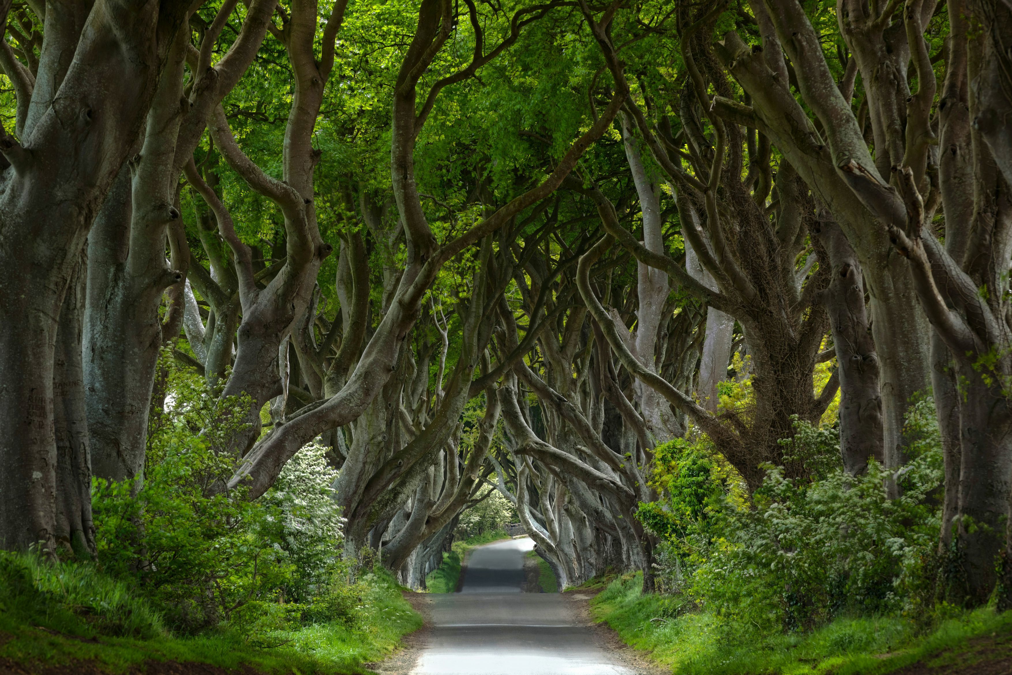 待疫情结束,只想与你漫步世间最美林荫路