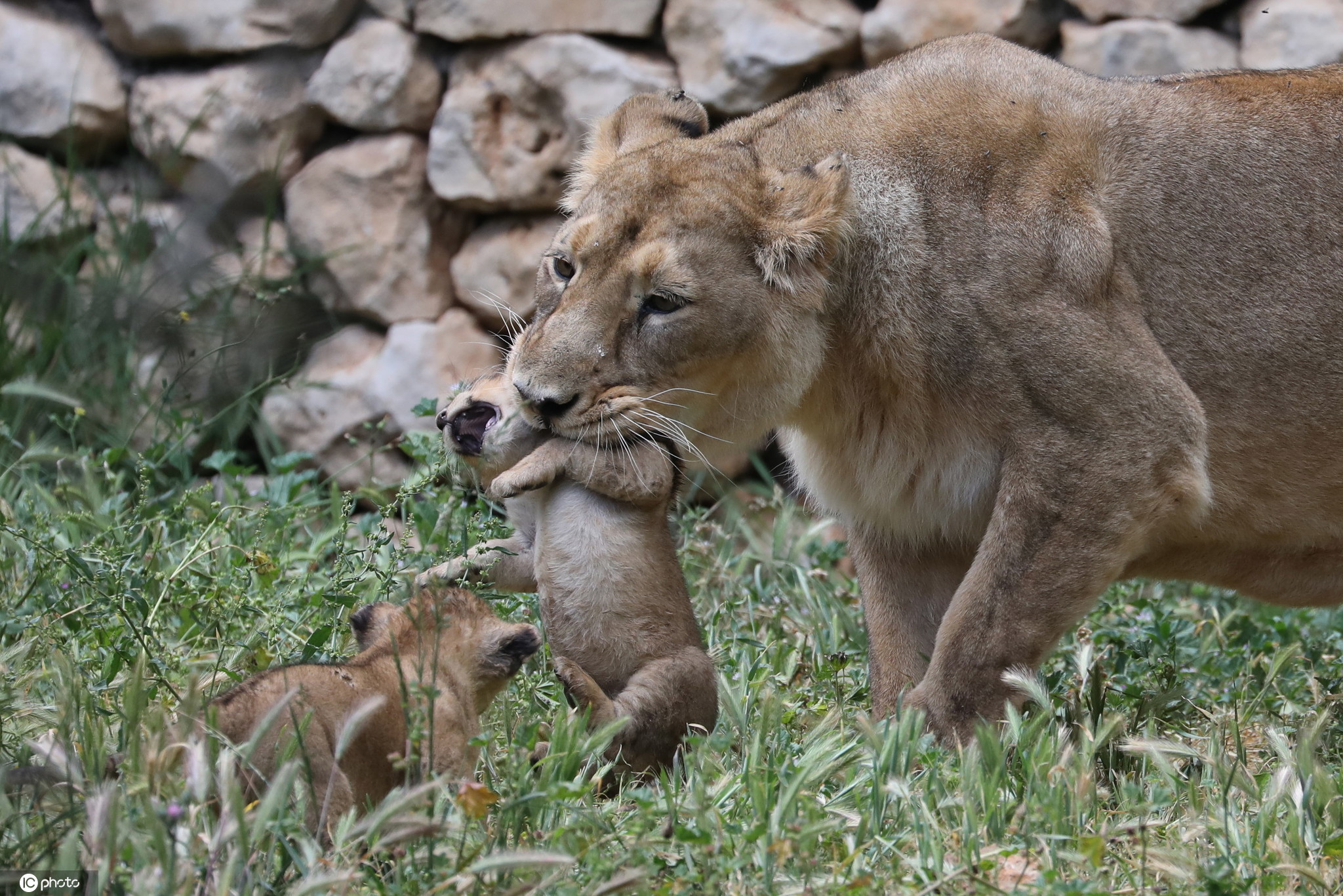Why is the lion love to eat internal organs? Dining is not afraid ...
