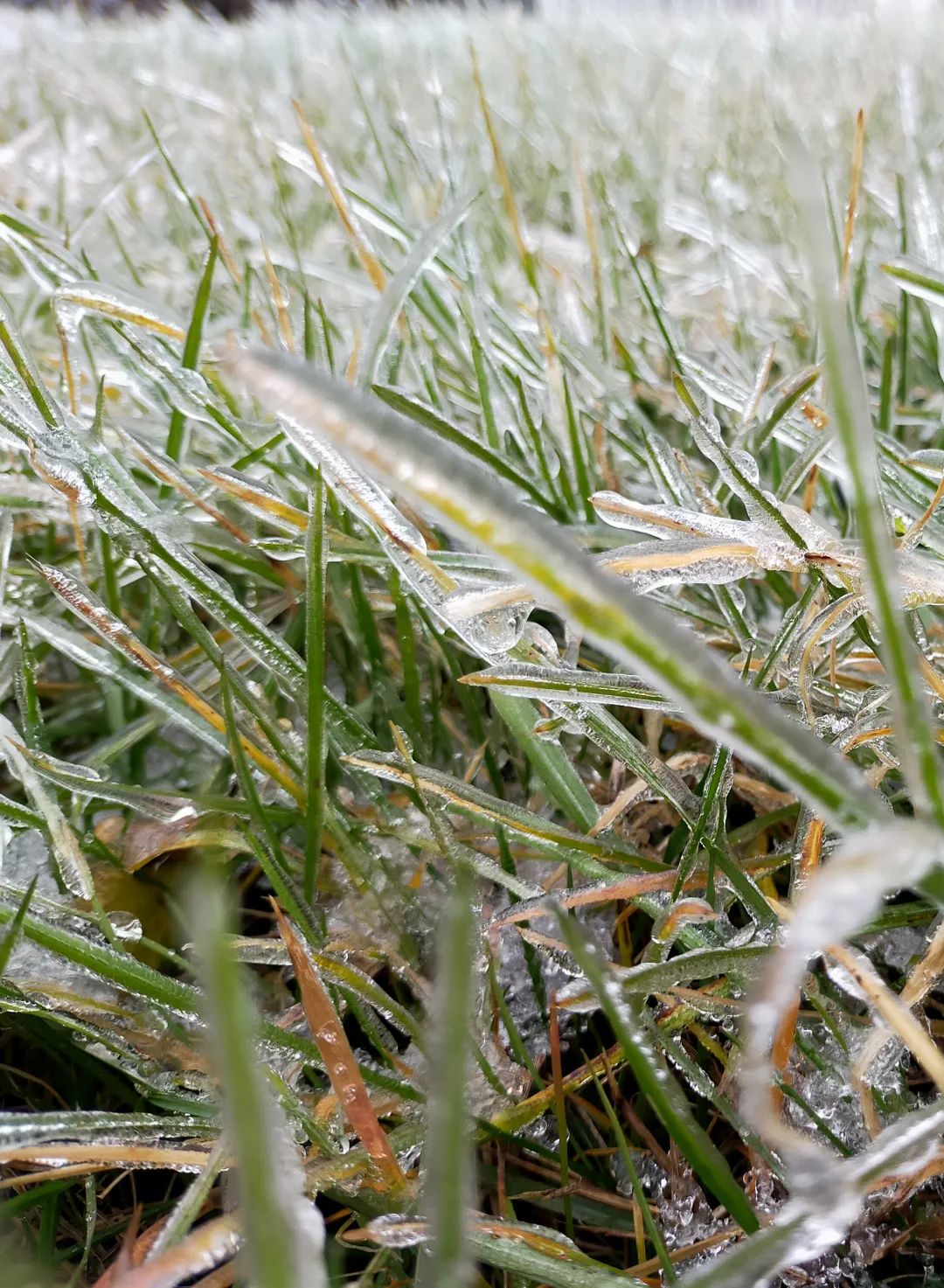 吉林冻雨图片图片