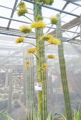 金边龙舌兰高大的花莛