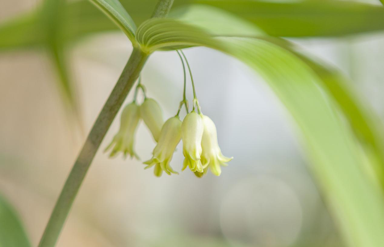 泰山黄精花