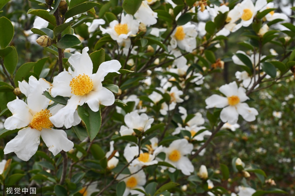 2022年12月13日,广东河源,连平县绣缎镇红星村,油茶花盛放,花瓣洁白如