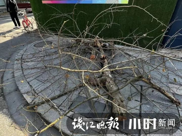 杭州闹市树枝断裂倒下，砸中网约车！司机懵了：再多开一米就……