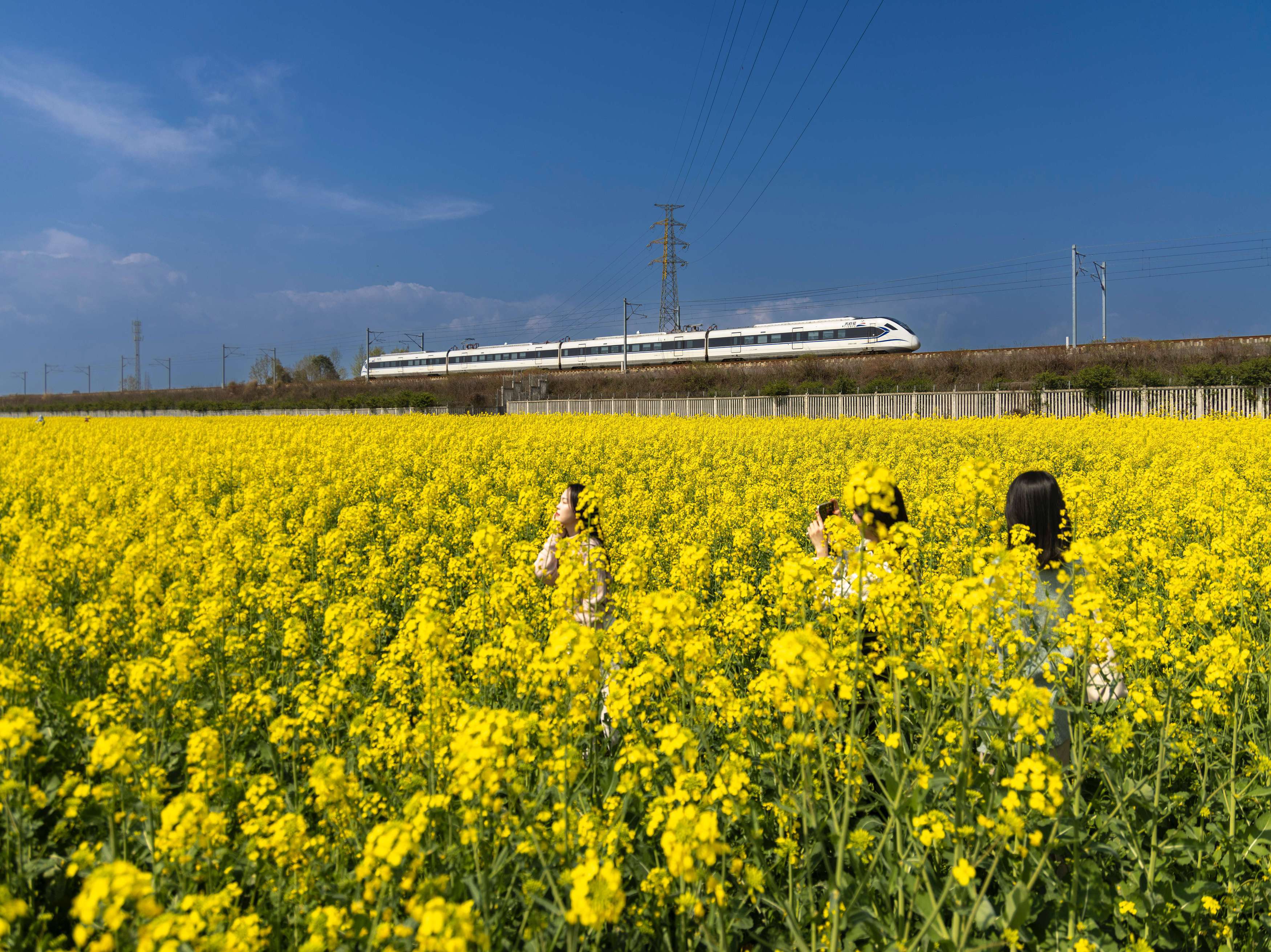 成都油菜花景点小火车图片