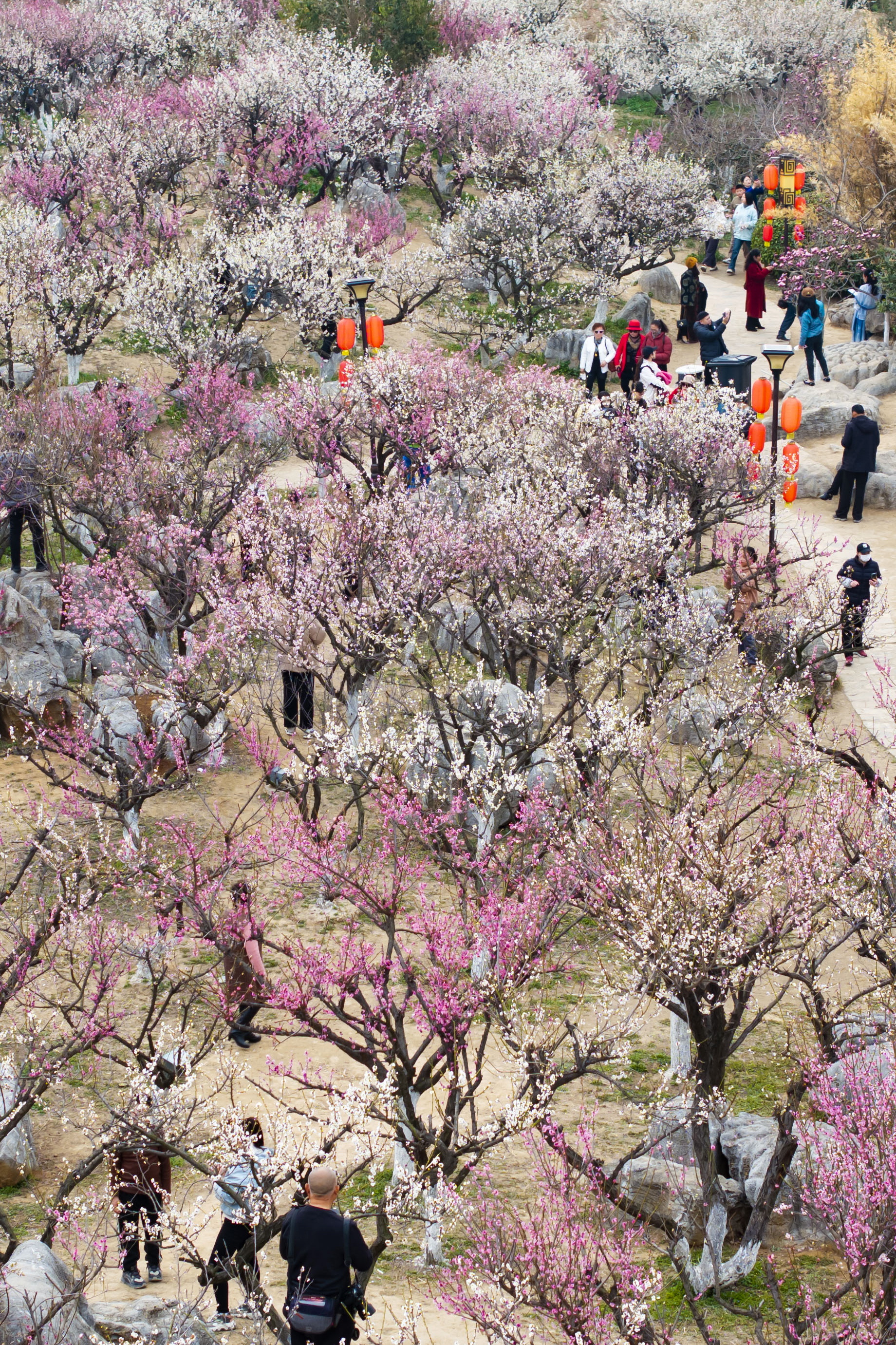 梅花山在哪里图片