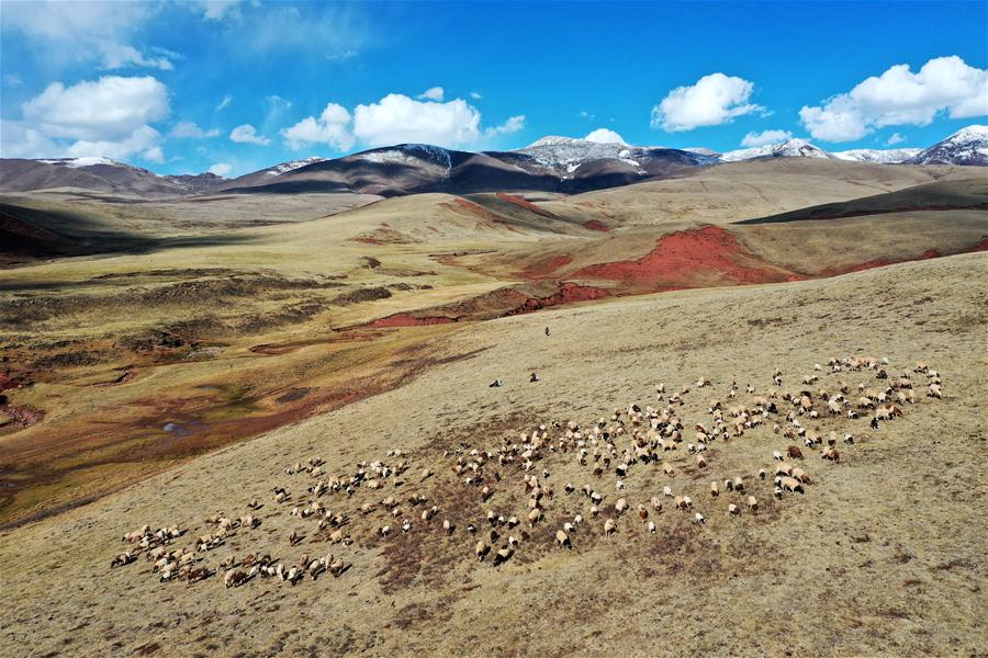 在西藏昌都市贡觉县阿旺乡牧场，绵羊养殖大户多贡家的绵羊在牧场吃草（5月2日摄，无人机照片）。 新华社记者 詹彦 摄 