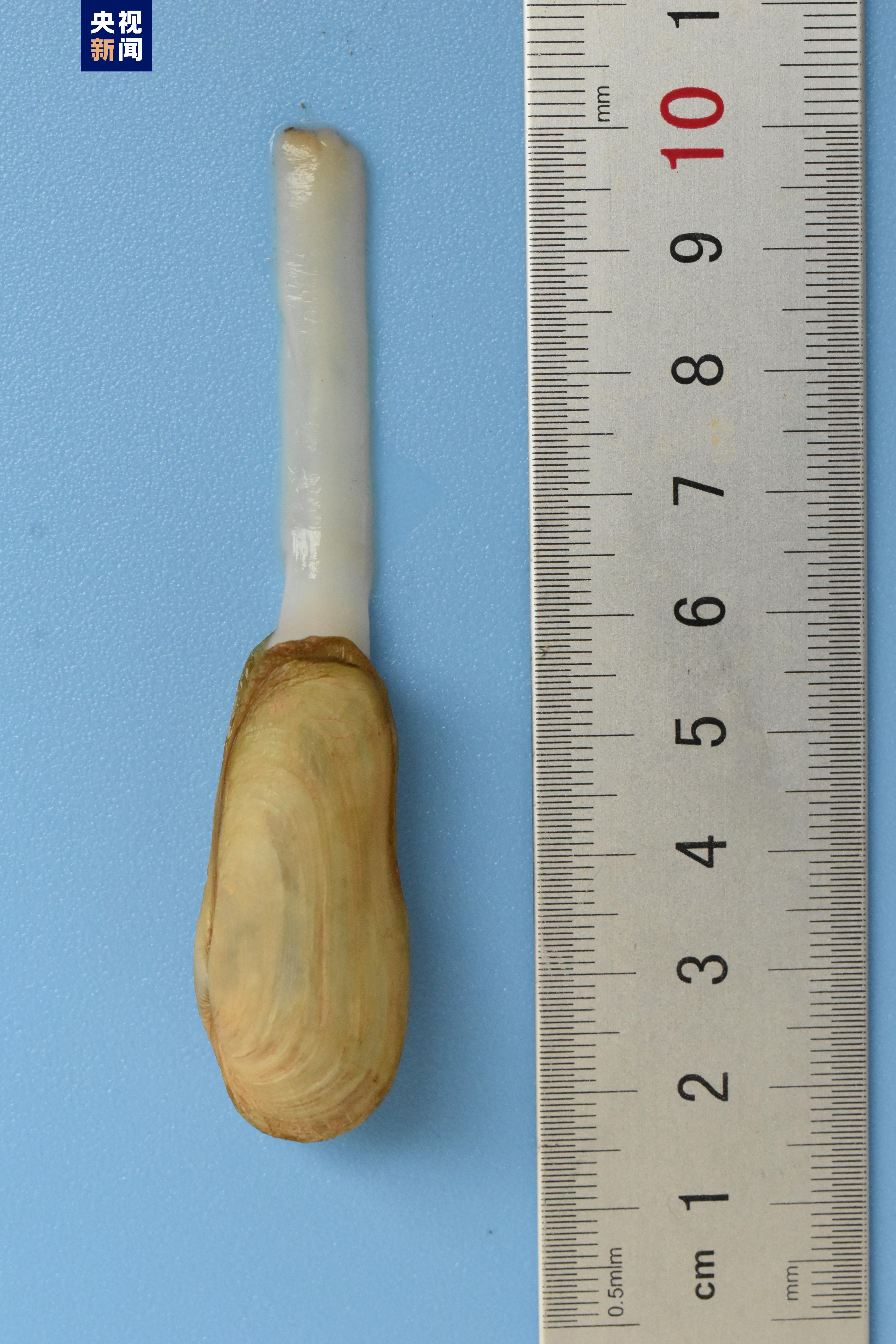 广西首次发现中国淡水蛏