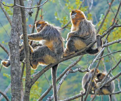 四川白河国家级自然保护区，川金丝猴在树枝上栖息。近年来，当地政府努力保护川金丝猴、雪豹等珍稀物种，目前该保护区已成为我国野生川金丝猴种群最大的保护区。新华社记者 江宏景摄