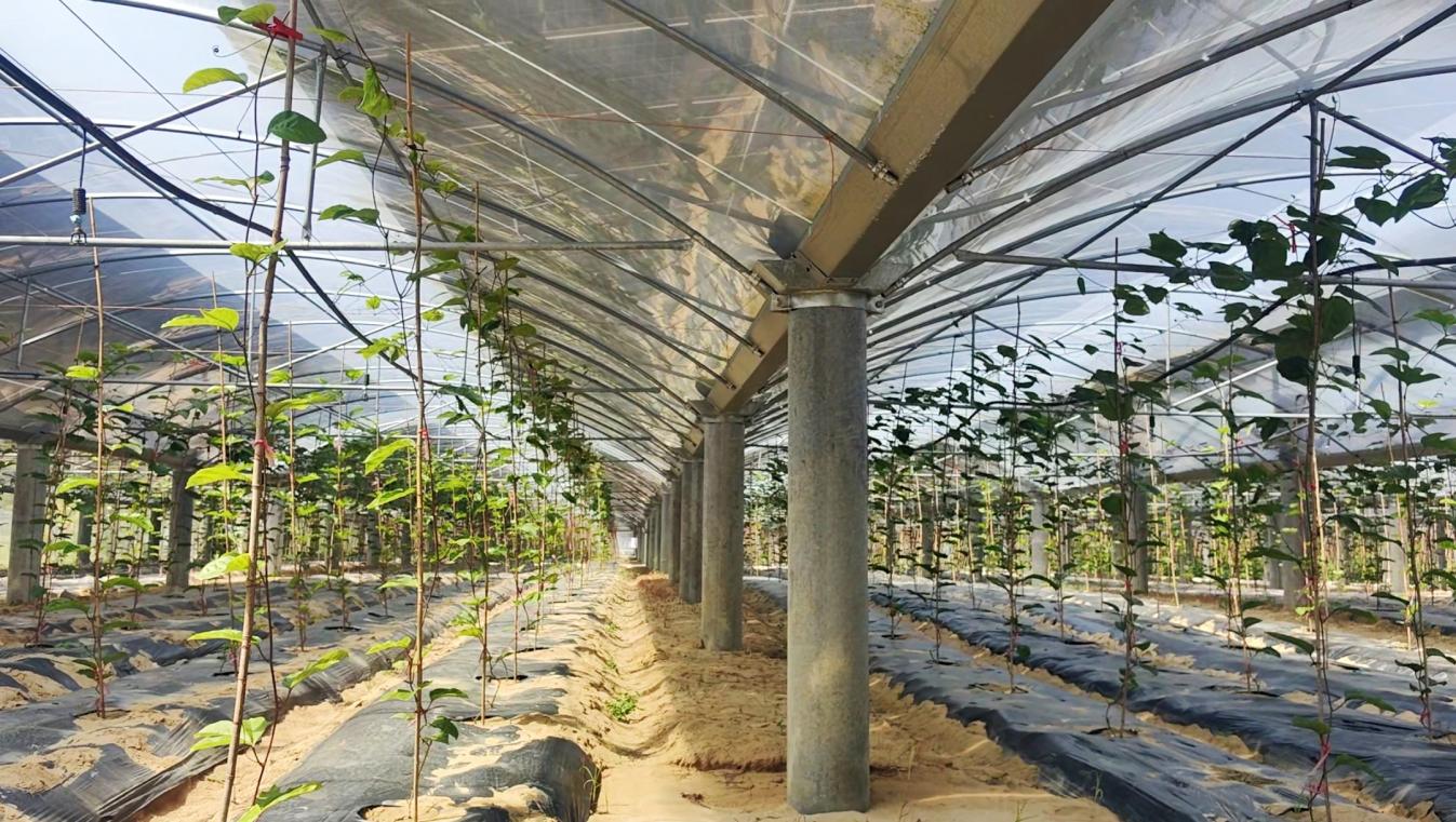 实行“农光互补”的大唐万宁和山光伏电站（环球网记者齐琛冏 摄）