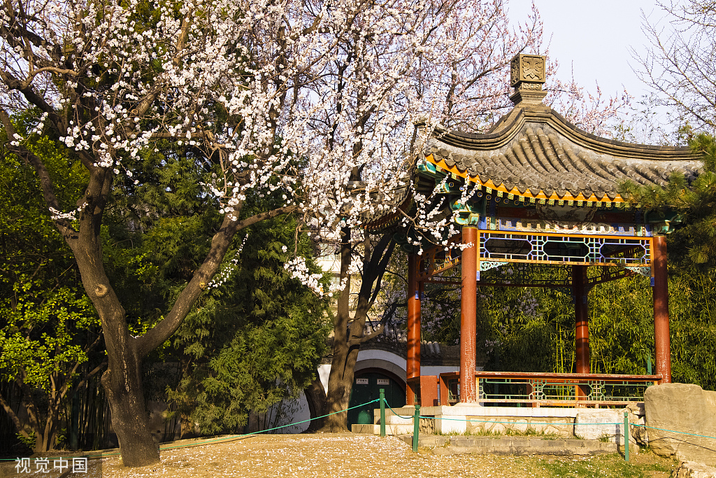 北京中山公园梅红柳绿百花盛开引游人