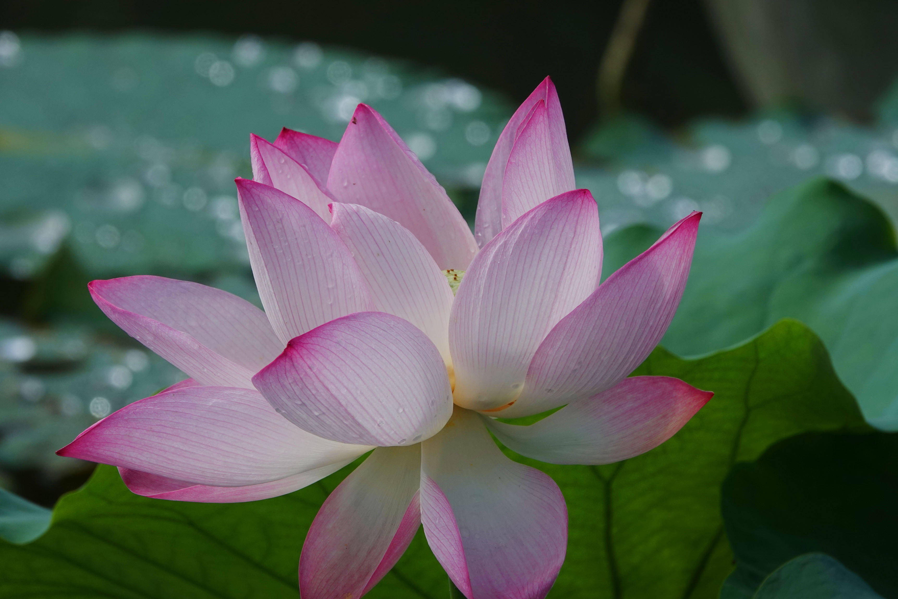 广西南宁青秀山荷花进入盛花期200多个品种荷花争奇斗艳