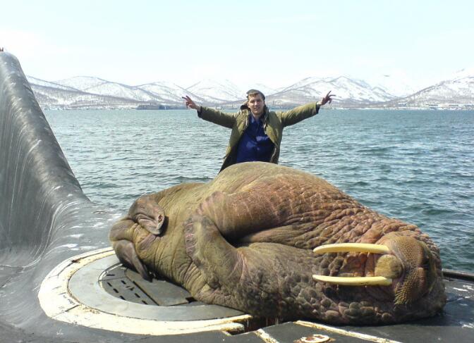 海象在俄罗斯潜艇上打盹