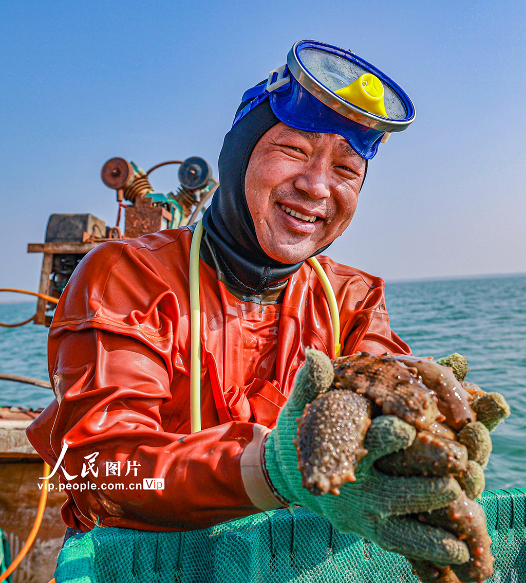 "海猛子"在忙碌着,潜水,捕捞海参,供应各地海鲜市场