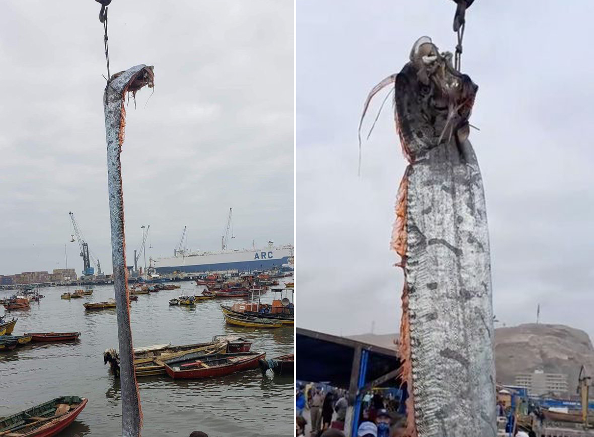 智利渔民捕到4.9米长皇带鱼,体型巨大被起重机吊上岸